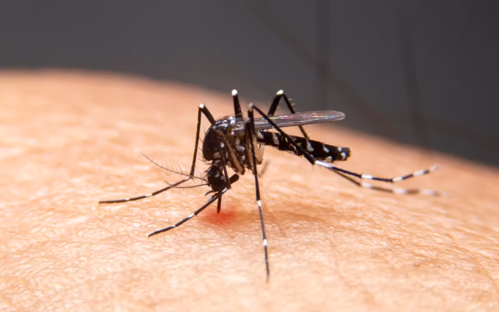 Casos de dengue crescem no Estado do Mato Grosso do Sul em 2023