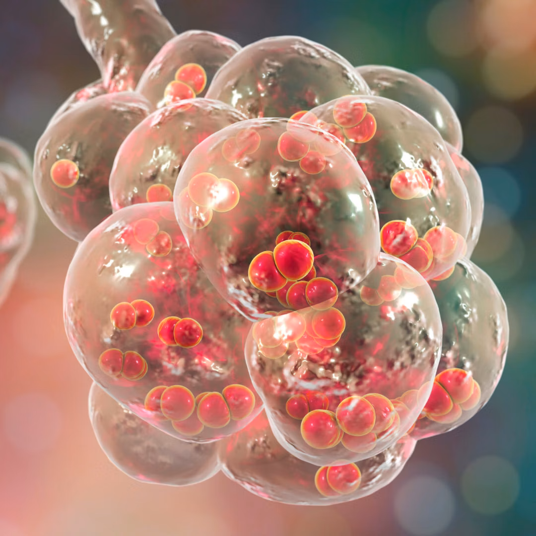 Doenças pneumocócicas – disponíveis na rede privada