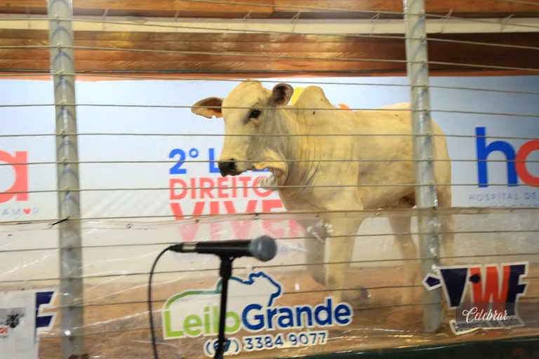 2º Leilão Direito de Viver de Campo Grande – foto 221